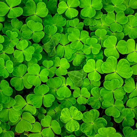 Bird's eye view of a bunch of clovers