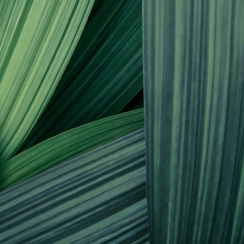 Close up of flax woven between each other